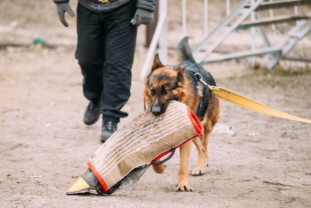 腊肠犬价格