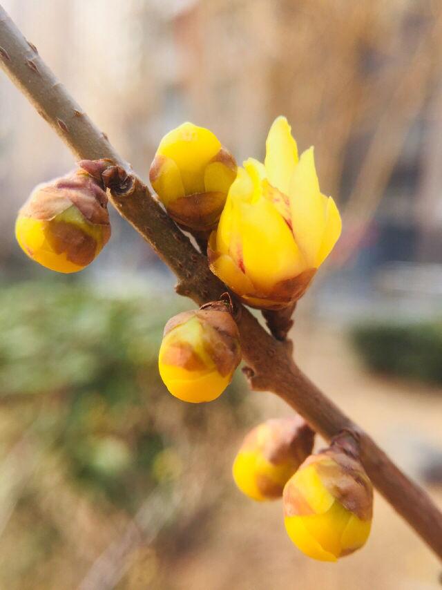 腊梅花图片大全