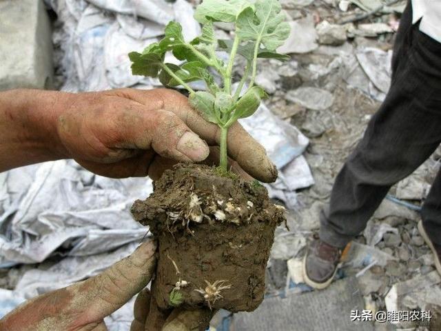 防治根结线虫新方法，一遍就能让线虫杀干净