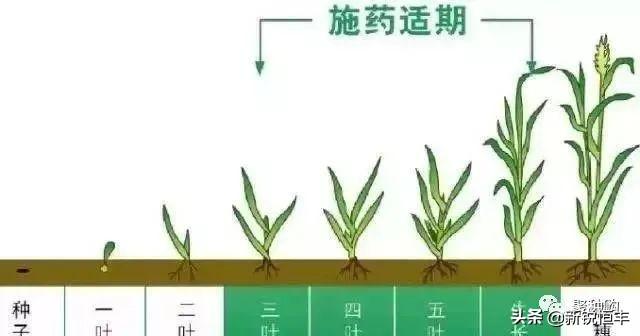 用烟嘧磺隆玉米除草剂之前，先花5分钟看看这5