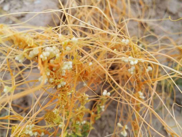 薇甘菊 薇甘菊（薇甘菊危害事件） 生活