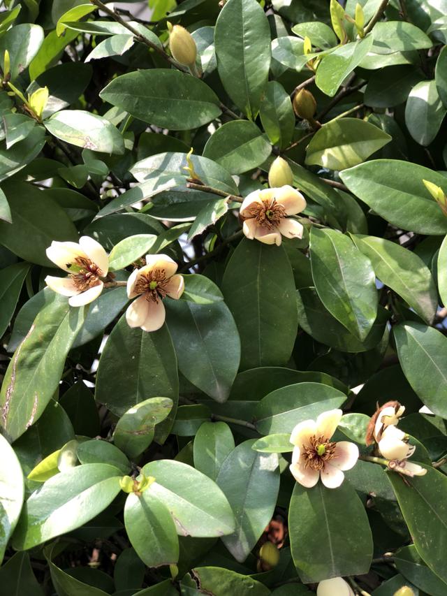 含笑花什么时候开花（含笑花什么时候开花新裁的含笑花多长时间开花）