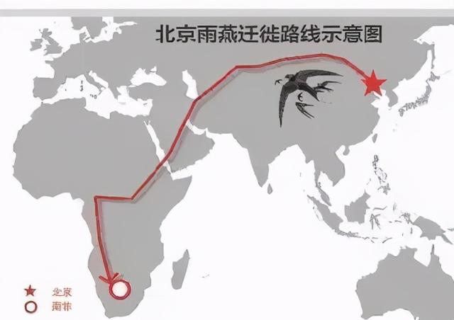 燕子少多了？这锅我们不背，死亡迁徙数万里，却被端上了非洲餐桌