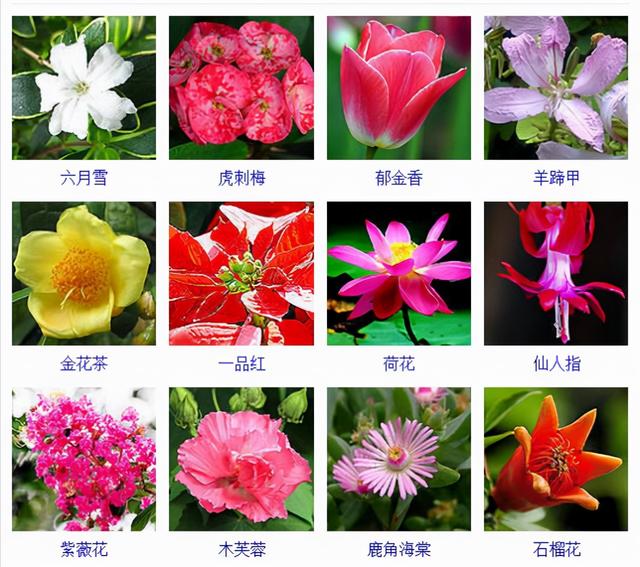 观花植物 观花植物（木本观花植物） 生活