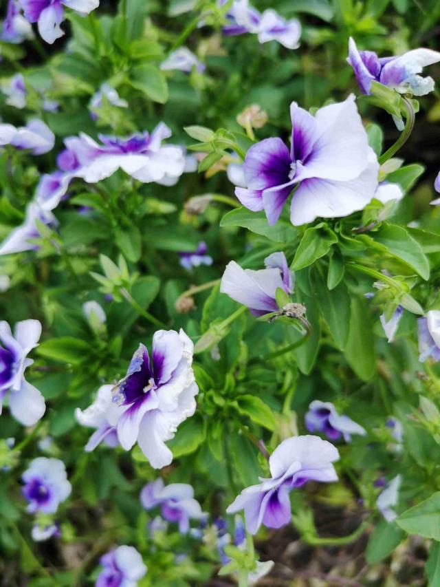 花卉名称