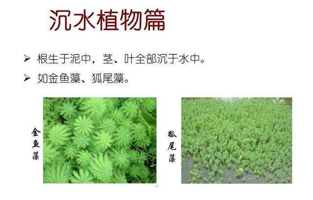 常见水生植物