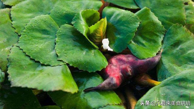 水果有哪些 水果有哪些（水果有哪些形状） 生活