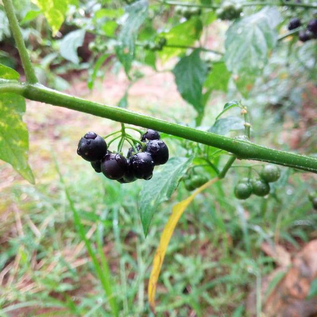 龙葵果 龙葵果（龙葵果子能吃吗） 生活