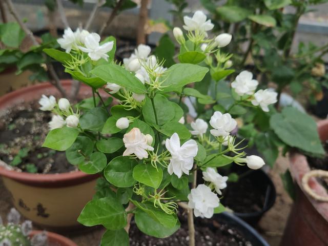 还在为茉莉花不开花发愁吗？别着急，按照步骤做好，必然满头花苞4