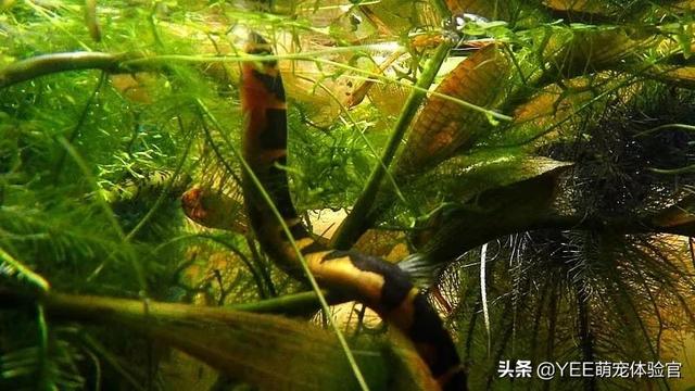 苦力泥鳅