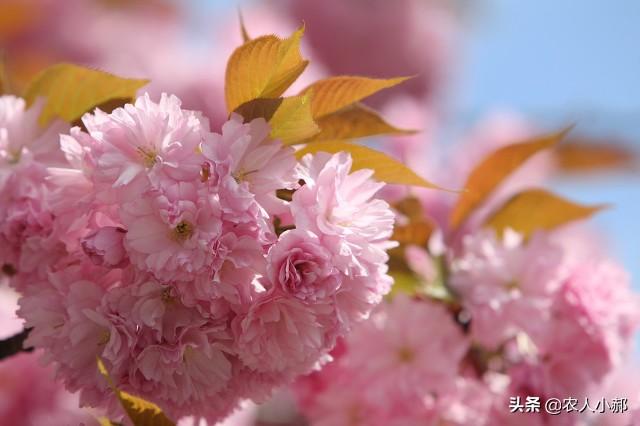 李子树开花期间不可喷杀虫剂，这个时候喷保果1