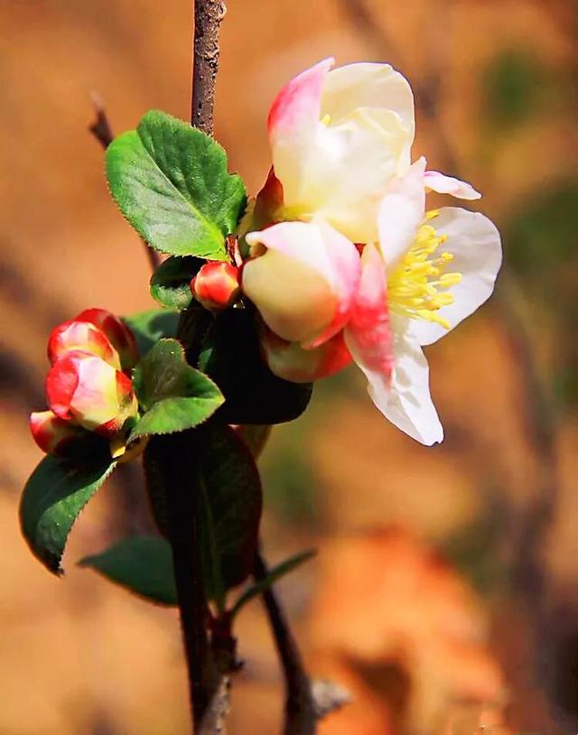 海棠花图片 海棠花图片（海棠花图片卡通） 生活