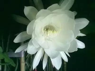 50种浪漫鲜花花语大全 50种浪漫鲜花花语大全（50种浪漫鲜花花语大全图片） 生活