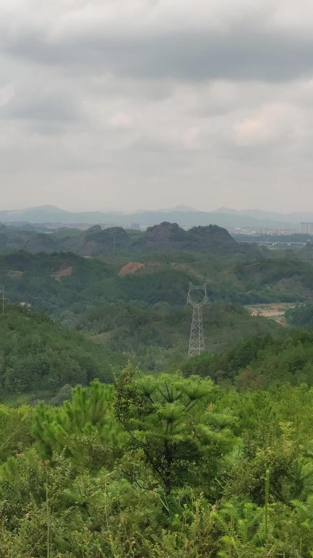 云松