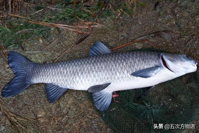 鱼鳞红色变白色