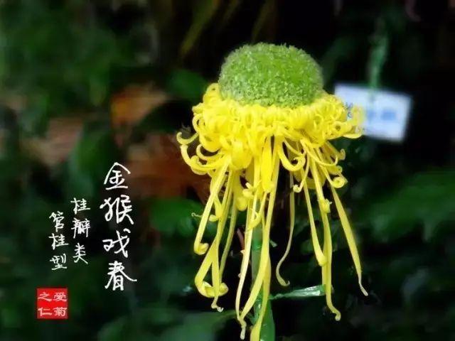 菊花的颜色