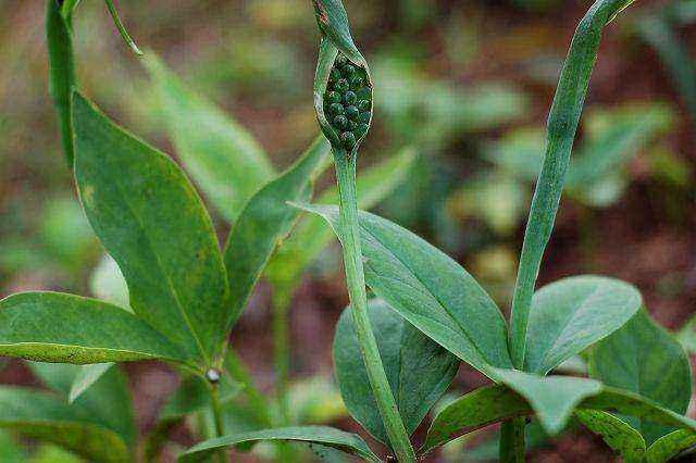 半夏叶斑病、半夏块茎腐烂病、半夏软腐病的症状及防治用药方法