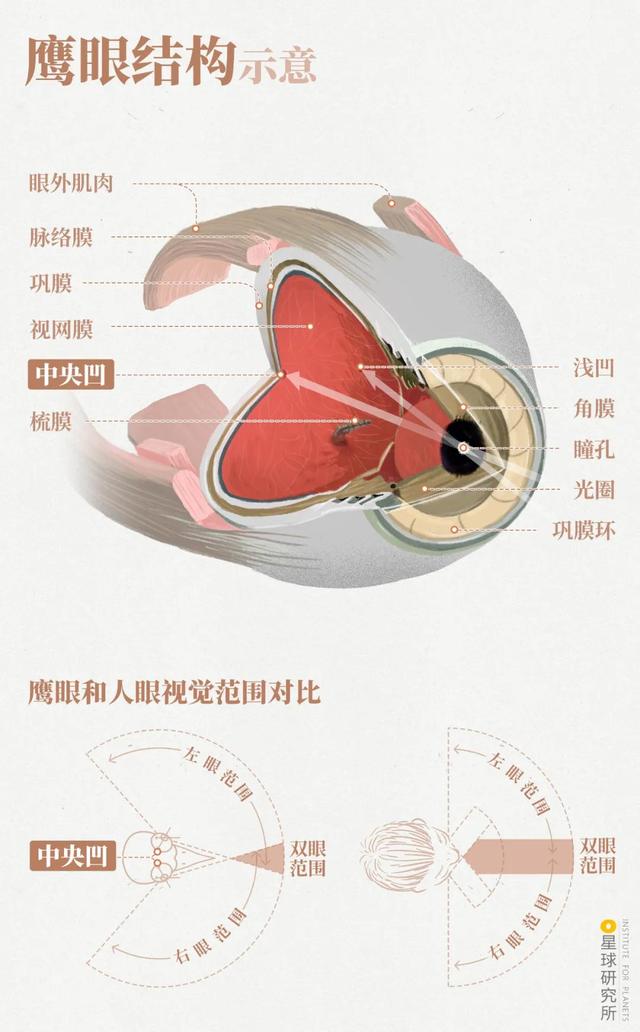 鸟的种类