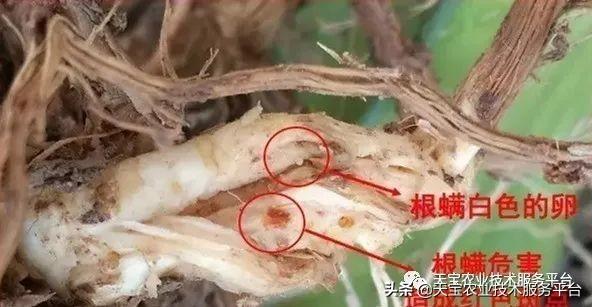 火龙果烂根提前注意损失少7