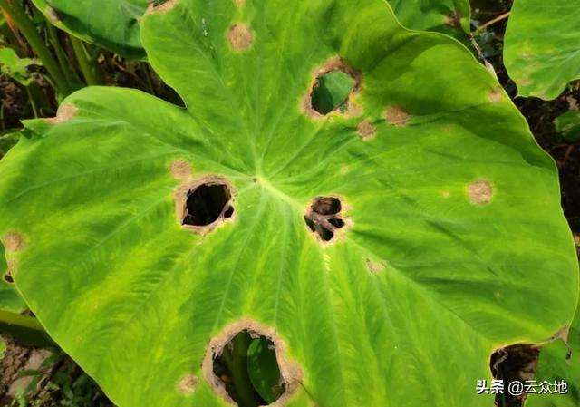 芋头疫病用什么农药好？根据当地病害特点选对配方，科学用药3