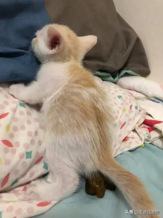 猫原来去猫砂盆现在到处尿（我家米桶被猫当猫砂盆了）(18)