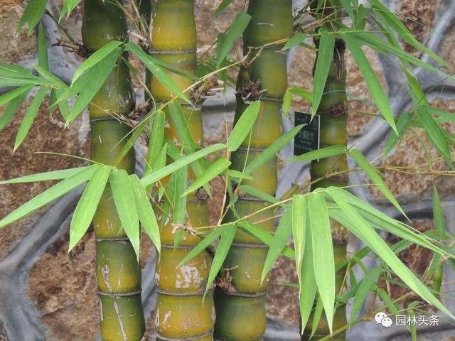 竹子的种类 竹子的种类(竹子的种类及特点) 生活