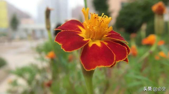 北方宿根花卉 北方宿根花卉（北方宿根花卉有哪些种类） 生活