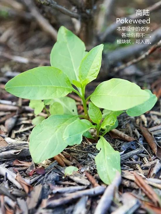 西瓜栽培技术之五：西瓜田杂草化学防除技术（附常见杂草高清图）21