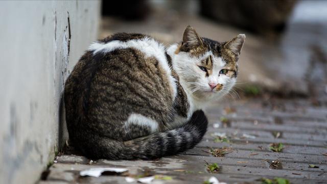 收养流浪猫