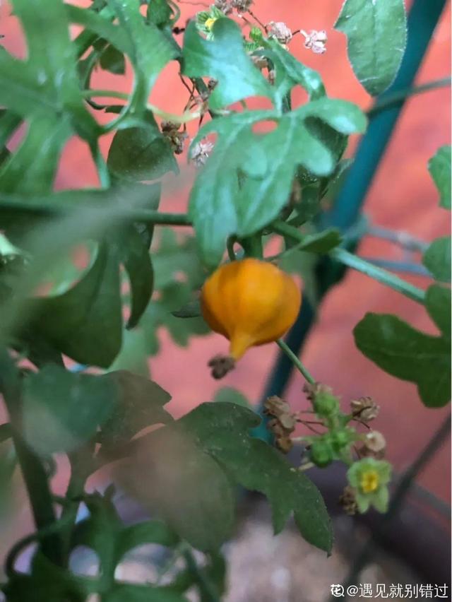 树萝卜 树萝卜（树萝卜下山桩怎么养） 生活