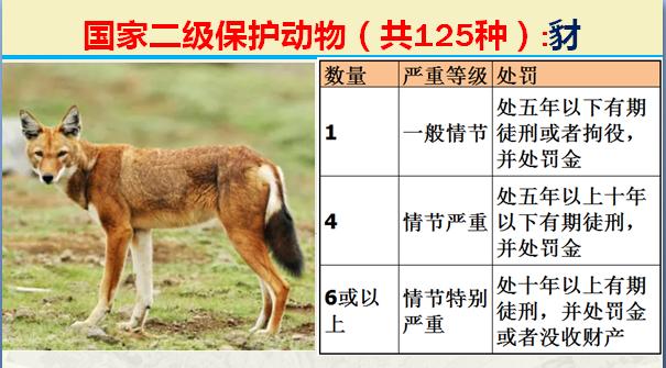 国家二级保护动物