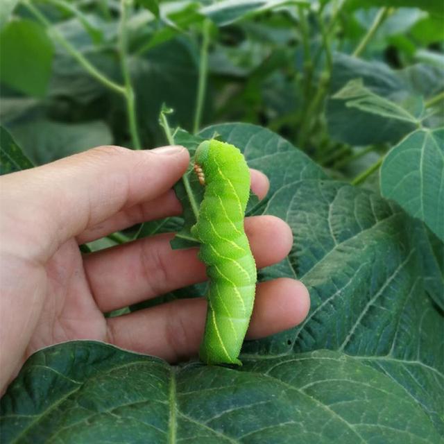 豆丹
