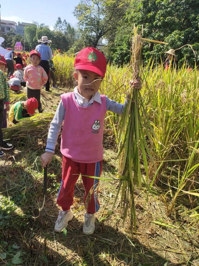 幼儿园的割水稻能手