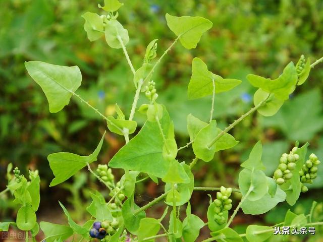 农村常见中药之杠板归与鸡冠花 Zh中文网