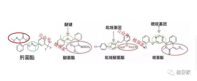 嘧菌酯、醚菌酯、吡唑醚菌酯、肟菌酯性能大PK，到底哪个更划算？2