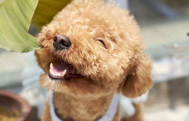 秋田犬俊介