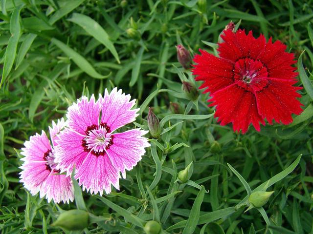 石竹花花语