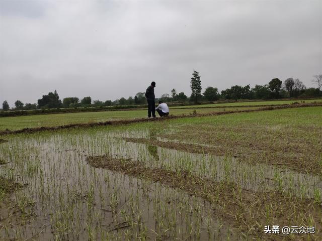 稻田稗草防除，氰氟草酯是主流配方，科学除草要排水回水并保水