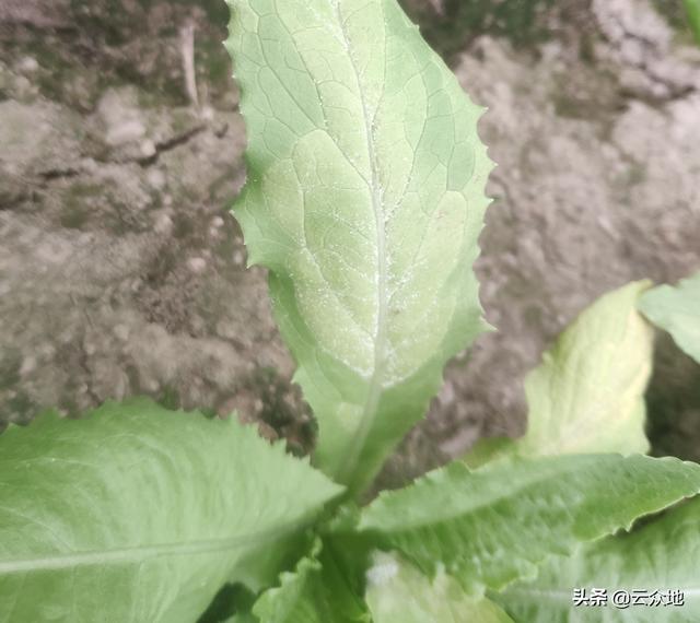 油麦菜霜霉病发生后要早防治，合理配药、科学施药效果加倍2