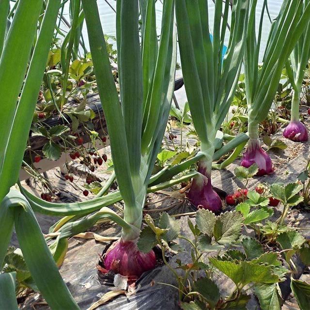 洋葱用什么肥料好？洋葱的种植时间及施肥方案2