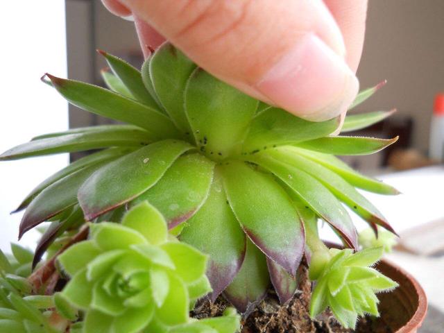 盆景土里有虫怎么办
