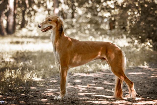 萨路基猎犬 萨路基猎犬（萨路基猎犬价格） 动物