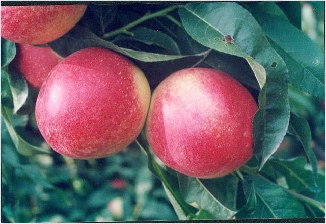 7个油桃新品种介绍！风味浓郁、纤维少、早果丰产、自花结实力强