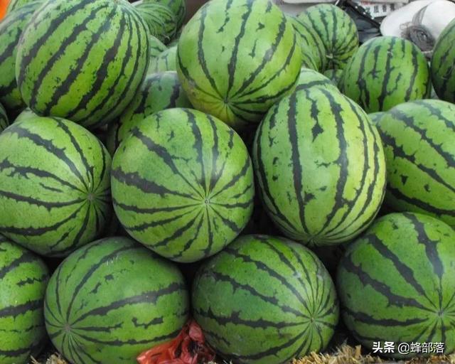 三叶青三叶青为葡萄科崖爬藤属草质藤本植物,别称三叶崖爬藤,蛇附子