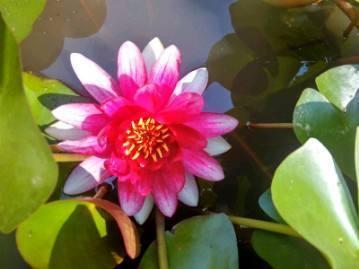 花卉名称