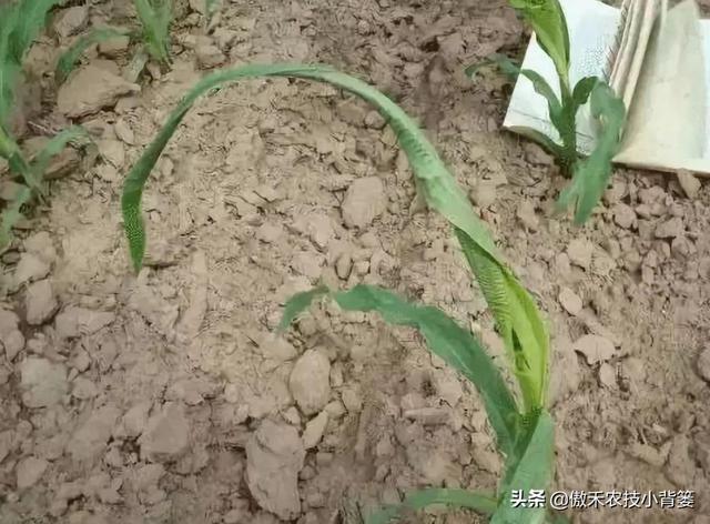 玉米拧芯卷叶、不抽叶不展叶，不能全赖蓟马虫害，常见原因有6种10