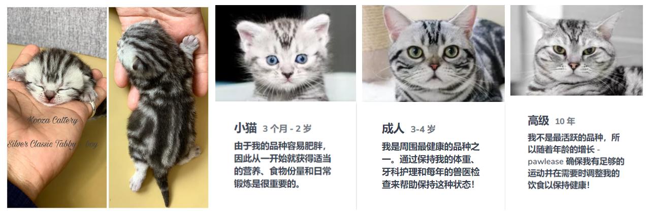 银虎斑猫