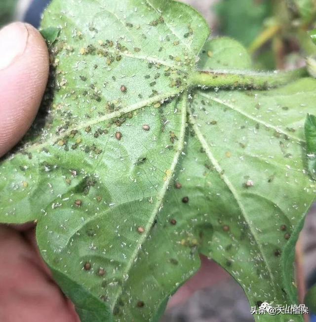 棉花花铃期管理技术标准4