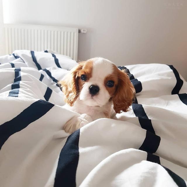 可卡犬图片
