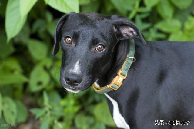 小狗咳嗽怎么办
